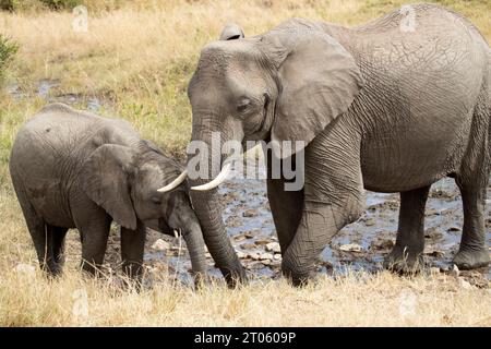 Mutter und Junges eines afrikanischen Savannenelefanten trinken Wasser aus einer afrikanischen Savannenquelle im ersten Licht des Tages Stockfoto