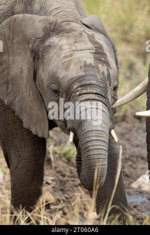 Mutter und Junges eines afrikanischen Savannenelefanten trinken Wasser aus einer afrikanischen Savannenquelle im ersten Licht des Tages Stockfoto