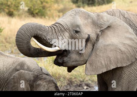 Mutter und Junges eines afrikanischen Savannenelefanten trinken Wasser aus einer afrikanischen Savannenquelle im ersten Licht des Tages Stockfoto