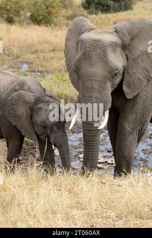 Mutter und Junges eines afrikanischen Savannenelefanten trinken Wasser aus einer afrikanischen Savannenquelle im ersten Licht des Tages Stockfoto