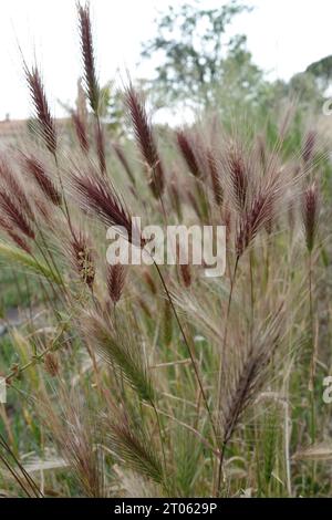 Detaillierte vertikale Nahaufnahme von False oder Wall Gerstengras, Hordeum murinum Stockfoto