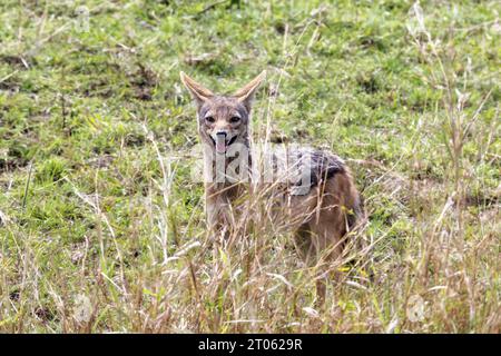 Schakal mit schwarzem Rücken, Canis Mesomelas, Seitenansicht. Spaziergang durch den Busch im Masai Mara, Kenia Stockfoto