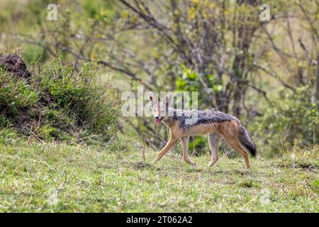 Schakal mit schwarzem Rücken, Canis Mesomelas, Seitenansicht. Spaziergang durch den Busch im Masai Mara, Kenia Stockfoto