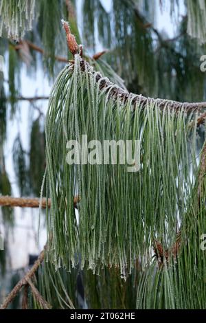 Pinus patula, Patula-Kiefer, Spreitkiefer, mexikanische Trauerkiefer, Pino patula, pino Llorón, frostbedeckte Nadeln in der Mitte des Winters Stockfoto