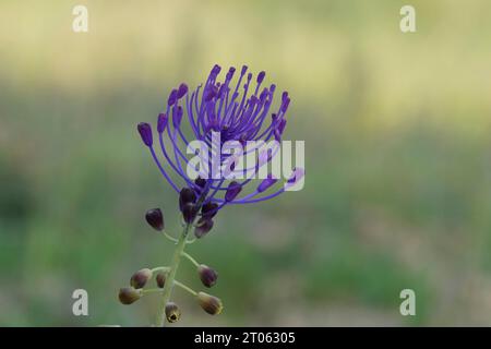 Natürliche Nahaufnahme auf einer bunten lila blühenden Quasten-Trauben-Hyazinthe, Muscari comosum, vor einem verschwommenen grünen Hintergrund Stockfoto