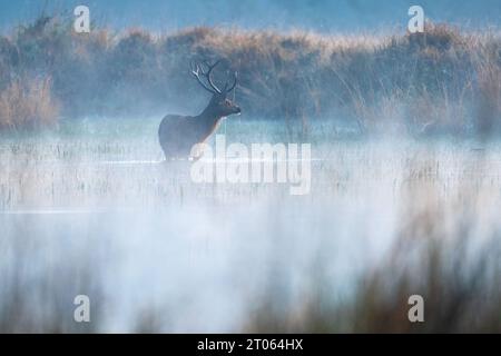 Ein Sumpfhirsch, der an einem Wasserkörper im Kanha-Nationalpark während eines nebeligen Wintervormittags füttern kann Stockfoto