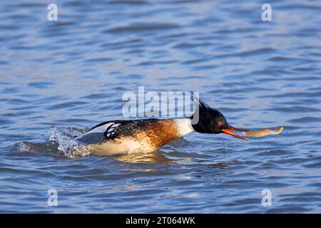 Rotbrust-Merganser (Mergus serrator), männlich, der im Meer schwimmt und im Winter Fang von Felsenschusswaffeln/Butterfischen (Pholis gunnellus) Fischbeute Stockfoto