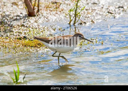 Grüner Sandpiper (Tringa ochropus), der im Sommer kleine wirbellose Tiere im Flachwasser entlang des Teichufers in Feuchtgebieten sucht Stockfoto