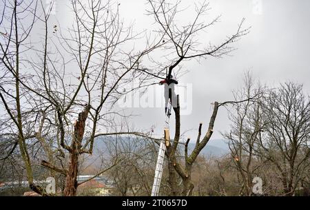 Ein Gärtner auf einer hohen Leiter beschneidet im Herbst Bäume im Garten Stockfoto