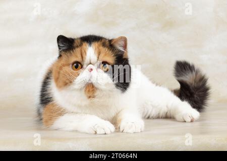 Schöne exotische Kurzhaarkatze liegt auf hellem Hintergrund des Ateliers. Farbe Schildpatt mit weiß Stockfoto