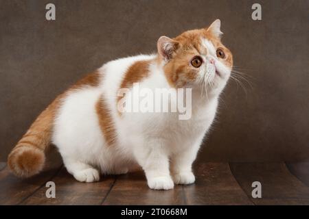 Schöne exotische Kurzhaarkatze liegt auf dem braunen Hintergrund des Ateliers. Farbe Rot mit weiß Stockfoto