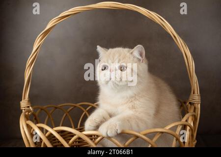 Eine wunderschöne exotische Kurzhaarkatze liegt in einem Korb aus Korb mit braunem Studiohintergrund. Cremefarben mit weiß Stockfoto