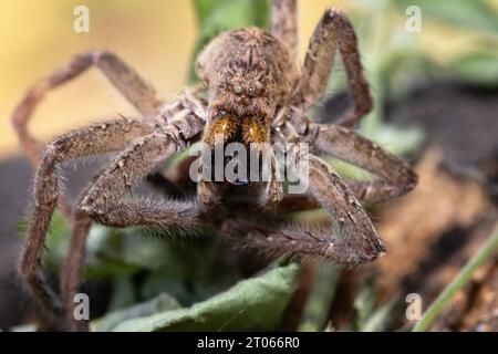 Die Schuppenhaut einer Tropical World Spider zeigt Details von Zähnen und Haupt- und Nebenaugen am Cephalothorax (Kopf). Sie sind flüchtige Jäger. Stockfoto