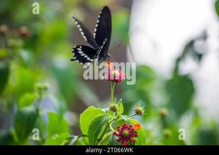 Schwarzer Schmetterling auf einer roten Blume, Hintergrundbeleuchtung Stockfoto