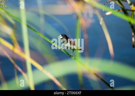 Vogel in ihrem Lebensraum, Munien, dreifarbige Munien, Sunbird Stockfoto