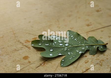 Makroselektiv fokussierter Regen tropft auf ein Eichenblatt Stockfoto