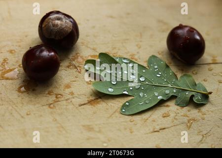 Eine Nahaufnahme eines Herbsteichenblattes, bedeckt mit Regentropfen mit Rosskastanien auf einem hölzernen Hintergrund Stockfoto