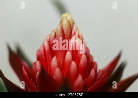 Makroaufnahme der Bromelienblüte Stockfoto