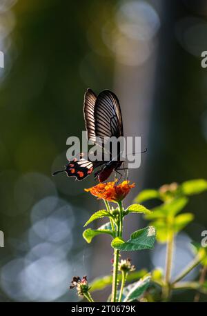 Schwarzer Schmetterling auf einer roten Blume, Hintergrundbeleuchtung Stockfoto