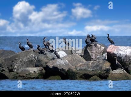 Gruppe von Kormoranen (Phalacrocorax carbo), die auf großen Steinen einer Schutzmauer im Meer sitzen Stockfoto