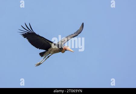 Kleiner Adjutant ist ein großer Watvogel in der Storchfamilie Ciconiidae. Dieses Foto wurde aus dem Sundarbans-Nationalpark in Bangladesch gemacht. Stockfoto