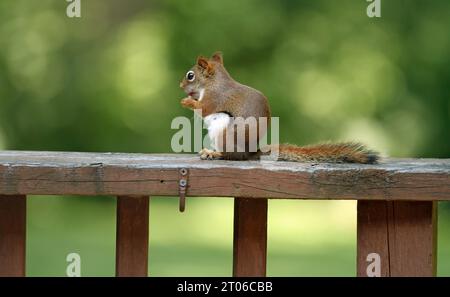 Seitenansicht eines weiblichen nordamerikanischen roten Eichhörnchens (Tamiasciurus hudsonicus), das im Sommer auf einem Geländer sitzt und isst Stockfoto