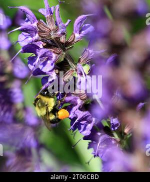 Weibliche Gemeine Osthummel (Bombus impatiens) mit Pollenkörben, die sich von Nektar der 'May Night' salvia in einem New England Garten ernähren Stockfoto