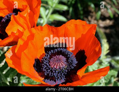 Nahaufnahme von Orientalischen Mohnblumen (Papaver orientale) in voller Blüte in einem New England Garten im Frühling Stockfoto