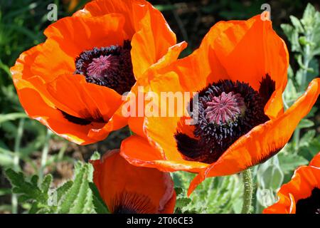 Nahaufnahme von Orientalischen Mohnblumen (Papaver orientale) in voller Blüte in einem New England Garten im Frühling Stockfoto