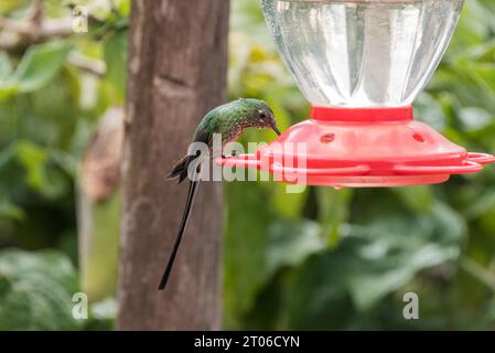 Schwarzschwanz-Trainbearer (Lesbia victoriae) auf einem Kolibri-Futterhäuschen in Ecuador Stockfoto