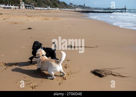 Hunde laufen Ende September 2023 am Strand von Bournemouth Stockfoto