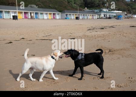 Hunde laufen Ende September 2023 am Strand von Bournemouth Stockfoto