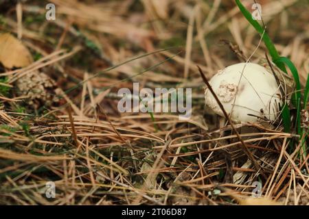 Gefährliche Amanita Phalloides, allgemein bekannt als der Tod-Kappe Stockfoto