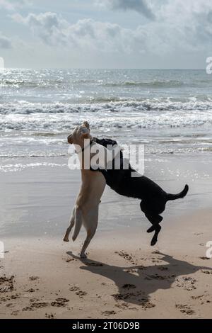 Hunde laufen Ende September 2023 am Strand von Bournemouth Stockfoto