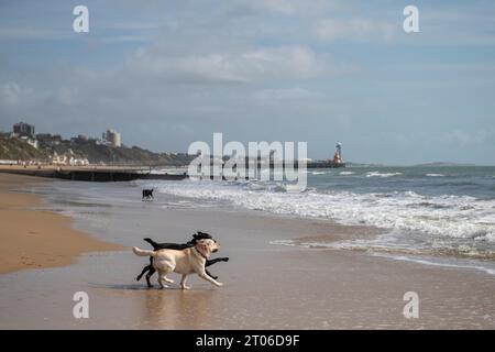 Hunde laufen Ende September 2023 am Strand von Bournemouth Stockfoto