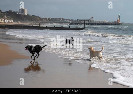 Hunde laufen Ende September 2023 am Strand von Bournemouth Stockfoto