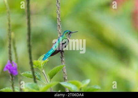 Hochsitzender männlicher Langhaar Sylph (Aglaiocercus kingii) in Ecuador Stockfoto