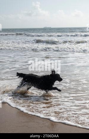 Flachbeschichteter Setter, der Ende September 2023 am Strand in Bournemouth läuft Stockfoto