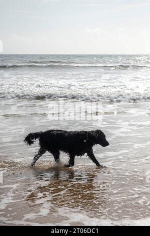 Flachbeschichteter Setter, der Ende September 2023 am Strand in Bournemouth läuft Stockfoto