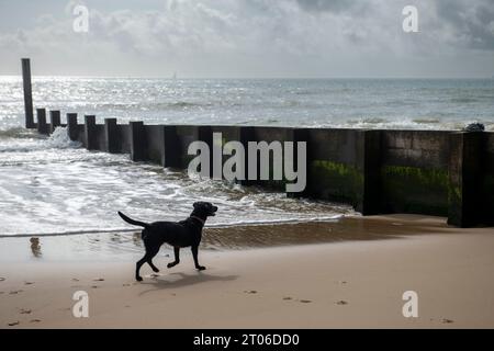 Black labrador läuft Ende September 2023 am Strand in Bournemouth Stockfoto