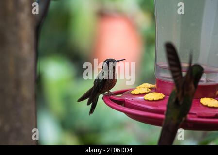 Gesprenkelter Kolibri (Adelomyia melanogenys) auf einem Futterhäuschen in Ecuador Stockfoto