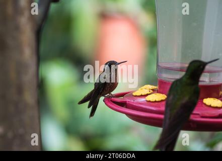 Gesprenkelter Kolibri (Adelomyia melanogenys) auf einem Futterhäuschen in Ecuador Stockfoto