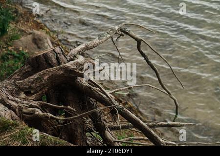 Nahaufnahme der Wurzeln eines Baumes, der auf einem Baumstumpf in einem Regenwald wächst, Heritage Forest Stockfoto