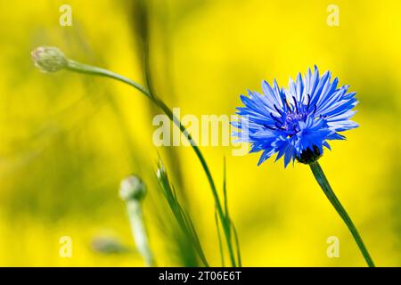 Cornflower (centaurea cyanus), auch bekannt als Bluebottle, Nahaufnahme einer einzigen blauen Blume, die gegen das Gelb eines Rapsfeldes geschossen wurde. Stockfoto