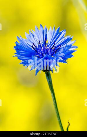 Cornflower (centaurea cyanus), auch bekannt als Bluebottle, Nahaufnahme einer einzigen blauen Blume, die gegen das Gelb eines Rapsfeldes geschossen wurde. Stockfoto