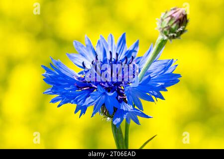 Cornflower (centaurea cyanus), auch bekannt als Bluebottle, Nahaufnahme einer einzigen blauen Blume, die gegen das Gelb eines Rapsfeldes geschossen wurde. Stockfoto