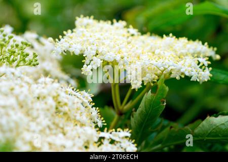 Holunder oder Holunderblüte (sambucus nigra), Nahaufnahme, die einen einzigen Sprühstoß weißer Blüten aus vielen zeigt, isoliert durch geringe Tiefenwirkung. Stockfoto