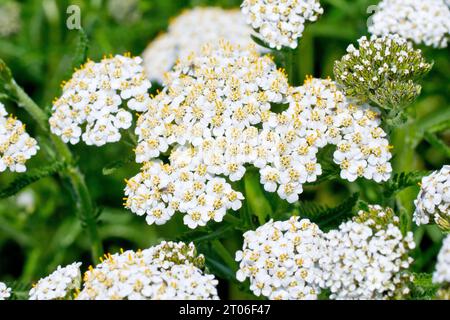 Schafgarbe (achillea millefolium), Nahaufnahme mit Fokus auf einen einzelnen großen Blumenkopf aus vielen, mit Knospen, die noch zu blühen sind. Stockfoto