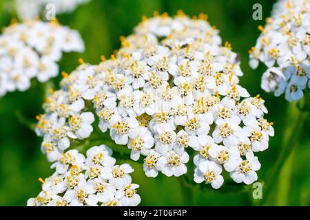 Schafgarbe (achillea millefolium), Nahaufnahme mit Fokus auf einen einzelnen großen Blumenkopf aus vielen. Stockfoto