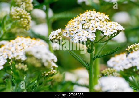 Schafgarbe (achillea millefolium), Nahaufnahme mit Fokus auf einen einzelnen isolierten Kopf weißer Blüten aus vielen. Stockfoto